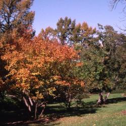 Acer ginnala (Amur maple), fall