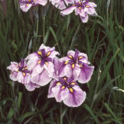 Iris ensata Thunb. (Russian iris), leaves and flowers