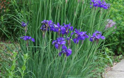 Iris sibirica (Siberian iris), leaves and flowers