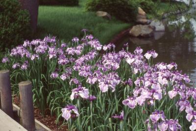 Iris ensata Thunb. (Russian iris), form
