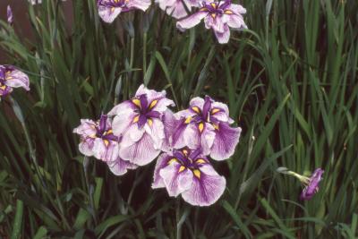 Iris ensata Thunb. (Russian iris), leaves and flowers