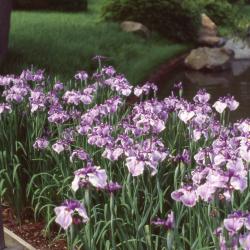 Iris ensata Thunb. (Russian iris), form