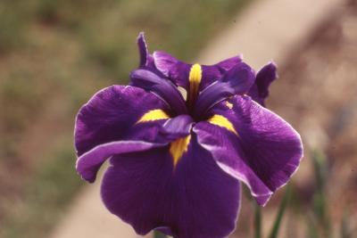 Iris ensata 'Edge of Frost', close-up of flower