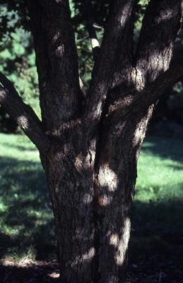 Acer campestre (hedge maple), bark
