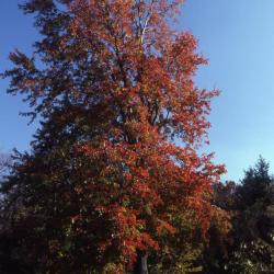 Acer x freemanii ‘Marmo’ (Marmo Freeman’s maple), fall color