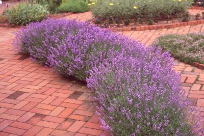 Lavandula angustifolia Mill. (lavender), form