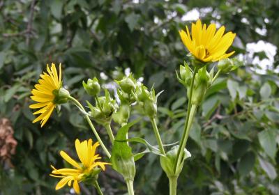 Silphium perfoliatum L. (cup plant), flower buds