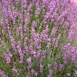 Lavandula angustifolia Mill. (lavender), flowers
