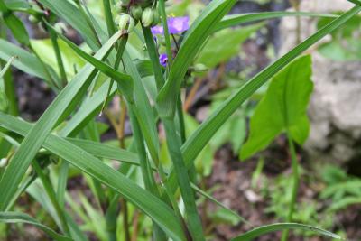 Tradescantia ohiensis Raf. (common spiderwort), leaves