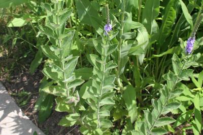 Verbena stricta (hoary vervain), leaves