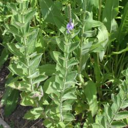 Verbena stricta (hoary vervain), leaves