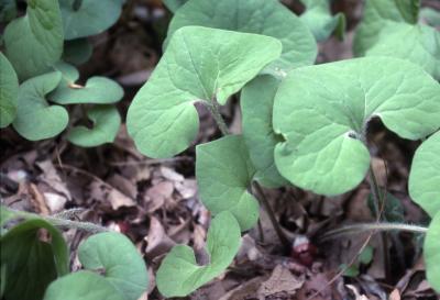 Asarum canadense L. (wild-ginger), leaves