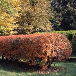 Acer ginnala ‘Compactum’ (Dwarf Amur maple), fall color