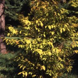 Acer carpinifolium (hornbeam maple)