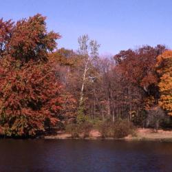 Acer x freemanii (Freeman’s maple) and Acer saccharum (sugar maple), along Lake Marmo showing fall color