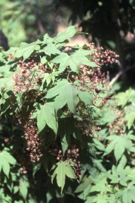 Acer campbellii subsp. flabellatum (fan-leaf maple), leaves and flowers