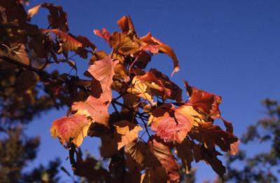Acer ginnala (Amur maple), leaves