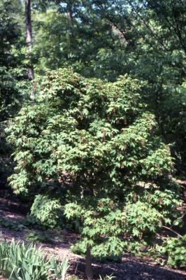 Acer campbellii subsp. flabellatum (fan-leaf maple)