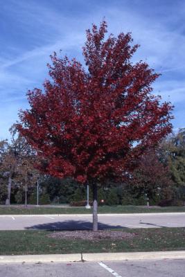 Acer x freemanii ‘Jeffersred’ (Autumn Blaze Freeman’s maple), fall