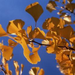 Ginkgo biloba (ginkgo), twig with leaves in fall