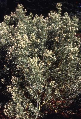 Baccharis salicina Torr. & Gray (willow baccharis), habit