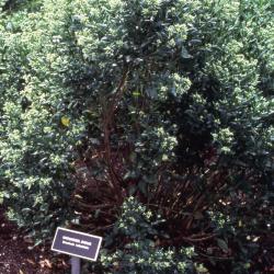 Baccharis halimifolia L. (groundsel-tree), habit