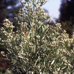 Baccharis salicina Torr. & Gray (willow baccharis), flowers and leaves