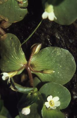 Bacopa rotundifolia (Michx.) Wettst. (disk waterhyssop), flowers, stems, and leaves
