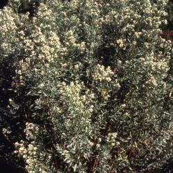 Baccharis salicina Torr. & Gray (willow baccharis), habit