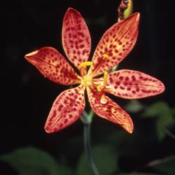 Belamcanda chinensis (L.) DC. (blackberry-lily), close-up of flower
