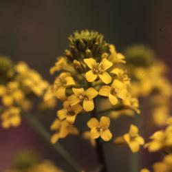 Barbarea vulgaris W.T.Aiton (yellowrocket), close-up of flowers
