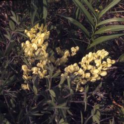 Baptisia bracteata var. leucophaea (Nutt.) Kartez & Gandhi (cream wild indigo), several flower stalks