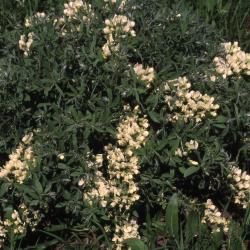 Baptisia bracteata var. leucophaea (Nutt.) Kartez & Gandhi (cream wild indigo), plant in full bloom