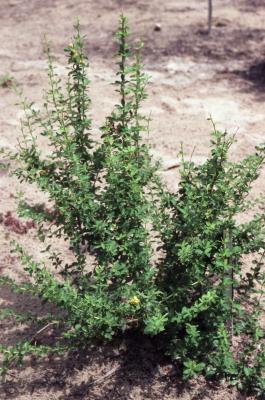 Berberis beaniana C.K.Schneid. (purple-fruited barberry), shrub with upright habit