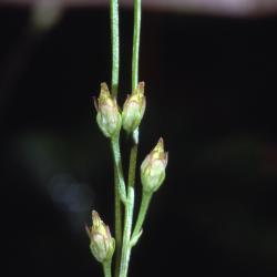 Bartonia virginica (L.) Britton, Sterns & Poggenb. (yellow screwstem), flower stalks
