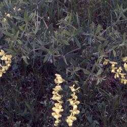 Baptisia bracteata var. leucophaea (Nutt.) Kartez & Gandhi (cream wild indigo), flowering stems