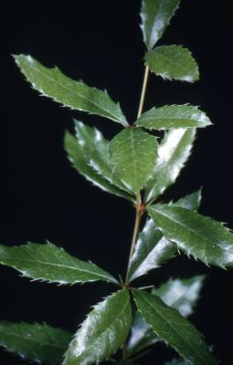 Berberis julianae C.K.Schneid. (wintergreen barberry), serrated leaves on a single stem