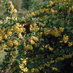 Berberis ‘Tara’ (EMERALD CAROUSEL® barberry), several stems with yellow flowers