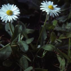 Bellis perennis L. (lawn daisy), flowers