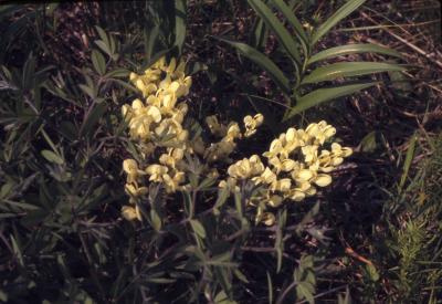 Baptisia bracteata var. leucophaea (Nutt.) Kartez & Gandhi (cream wild indigo), several flower stalks