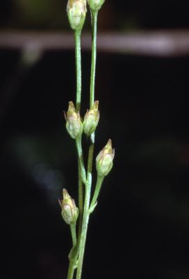 Bartonia virginica (L.) Britton, Sterns & Poggenb. (yellow screwstem), flower stalks