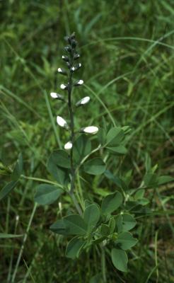 Baptisia alba var. macrophylla (Larisey) Isley (white wild indigo), flower stalk