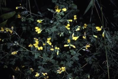 Baptisia tinctoria (L.) R. Br. ex Ait. f. (yellow false indigo), flowers and leaves
