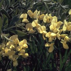 Baptisia bracteata var. leucophaea (Nutt.) Kartez & Gandhi (cream wild indigo), flowers
