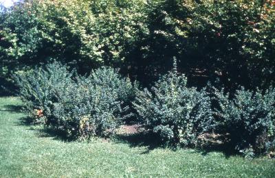 Berberis ×mentorensis L. M. Ames (Mentor barberry), shrubs and Euonymus alatus (Thunb.) Sieb. (burning bush), shrubs
