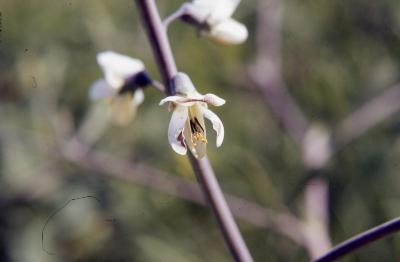 Baptisia alba var. macrophylla (Larisey) Isley (white wild indigo), flower