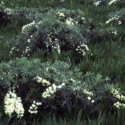 Baptisia bracteata var. leucophaea (Nutt.) Kartez & Gandhi (cream wild indigo), several blooming plants