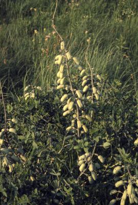 Baptisia alba var. macrophylla (Larisey) Isley (white wild indigo), plant with seed pods