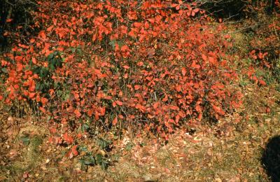 Berberis koreana Palib. (Korean barberry), fall color