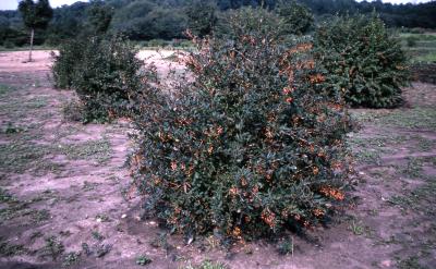 Berberis koreana Palib. (Korean barberry), several shrubs with developing fruit
